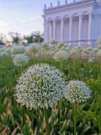 Close-up of flowering plant on field
