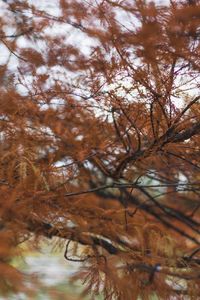 Low angle view of trees against sky