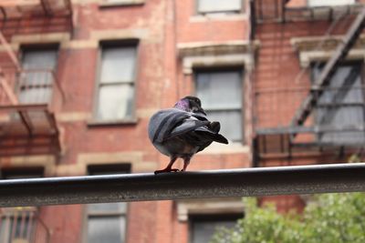 Close-up of a bird statue against building