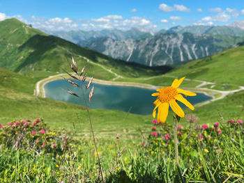 Scenic view of flowering plants on land