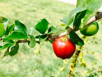 Close-up of apples growing on tree