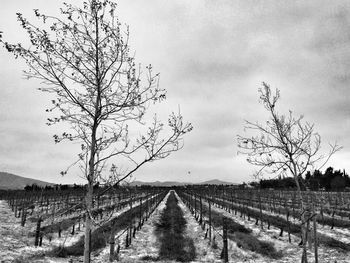 Bare trees on field