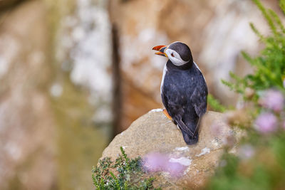 Puffin standing on a rock cliff . fratercula arctica 