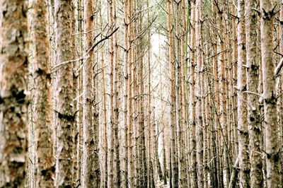 Full frame shot of tree trunk in forest