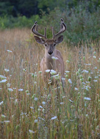 Deer in a field