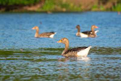 Ducks swimming in lake