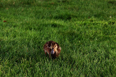 Cat on field