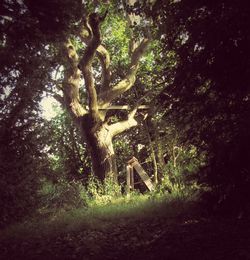 Trees in forest