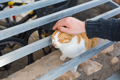 High angle view of hand holding cat