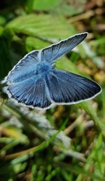 Close-up of butterfly on plant