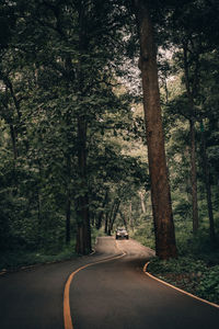 Road amidst trees in forest