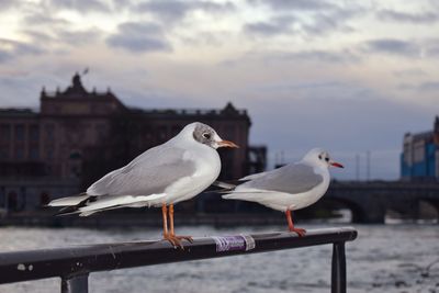 Seagull perching on railing