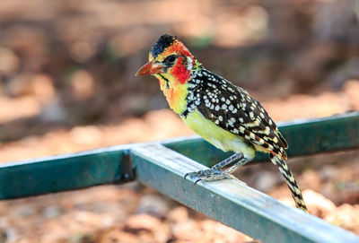 Close-up of bird perching on wood