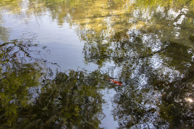 High angle view of fish swimming in lake