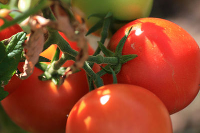 Close-up of red tomatoes