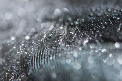 Close-up of wet feathers