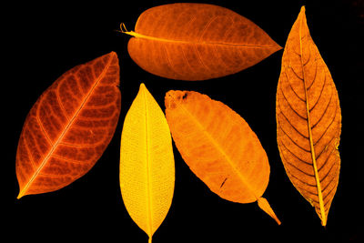 Close-up of dry leaves against black background