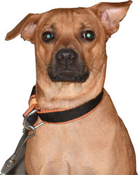 Close-up portrait of a dog over white background