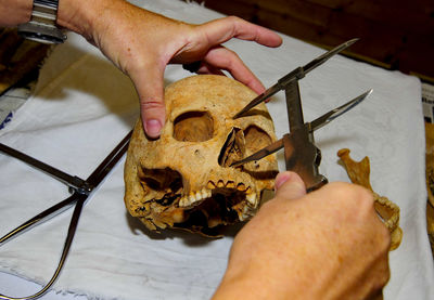 Working with human bones in anthropology, measuring of human bones and skeleton