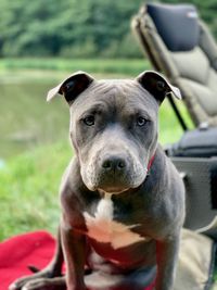 Close-up portrait of dog on field