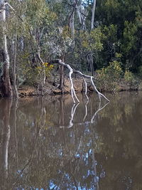 Bare tree by lake in forest