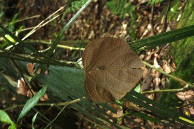 Close-up of butterfly on plant