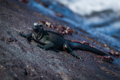 High angle view of marine iguana on beach