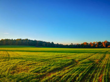 Scenic view of agricultural field against clear sky