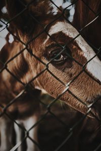 Close-up of an animal seen through chainlink fence