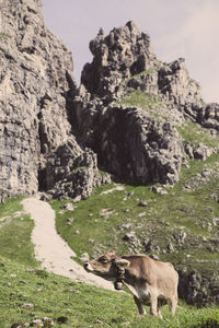 View of sheep on rock