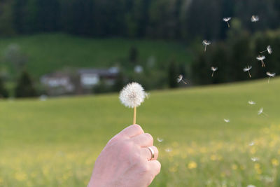Close-up of cropped hand holding dandelion in field