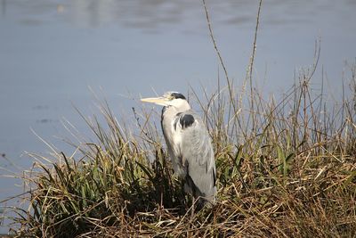 View of grey heron on grass at lakeshore