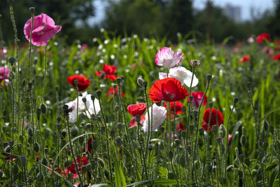 Close-up of red poppy flowers growing on field