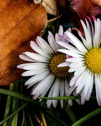 Close-up of white daisy