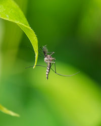 Close-up of mosquito