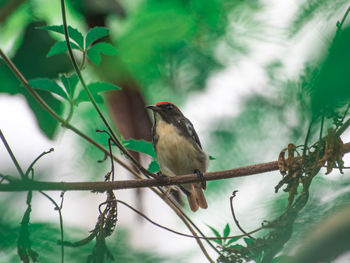 Close-up of bird perching on branch