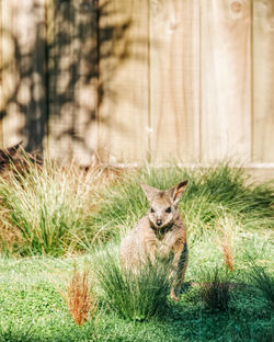 View of kangaroo on grass