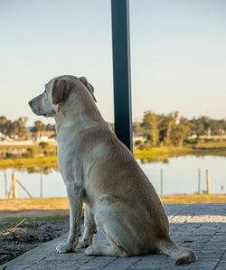 Close-up of dog