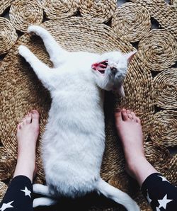 Low section of woman touching cat on place mat