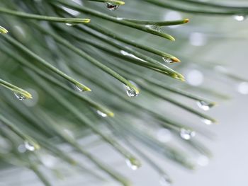 Close-up of plant