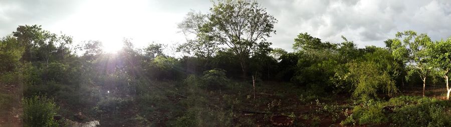 Scenic view of trees against cloudy sky