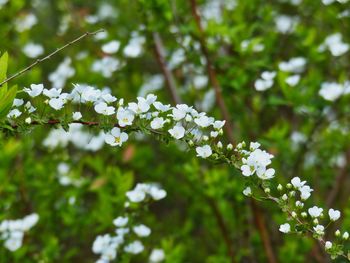 Close-up of white cherry blossoms in spring