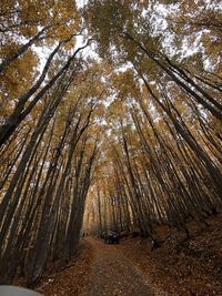 Low angle view of trees in forest