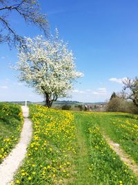 Scenic view of flowering plants on field against sky