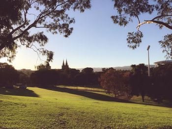 Trees growing in park