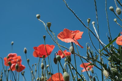 Close-up of red poppy flowers against sky