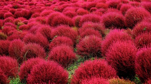 Full frame shot of multi colored flower tree in field