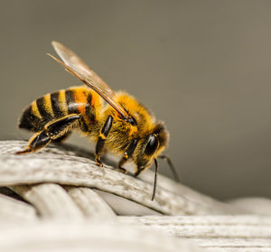 Close-up of bee on flower