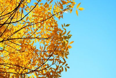 Low angle view of tree against blue sky