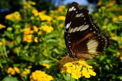 Close-up of butterfly pollinating on yellow flower